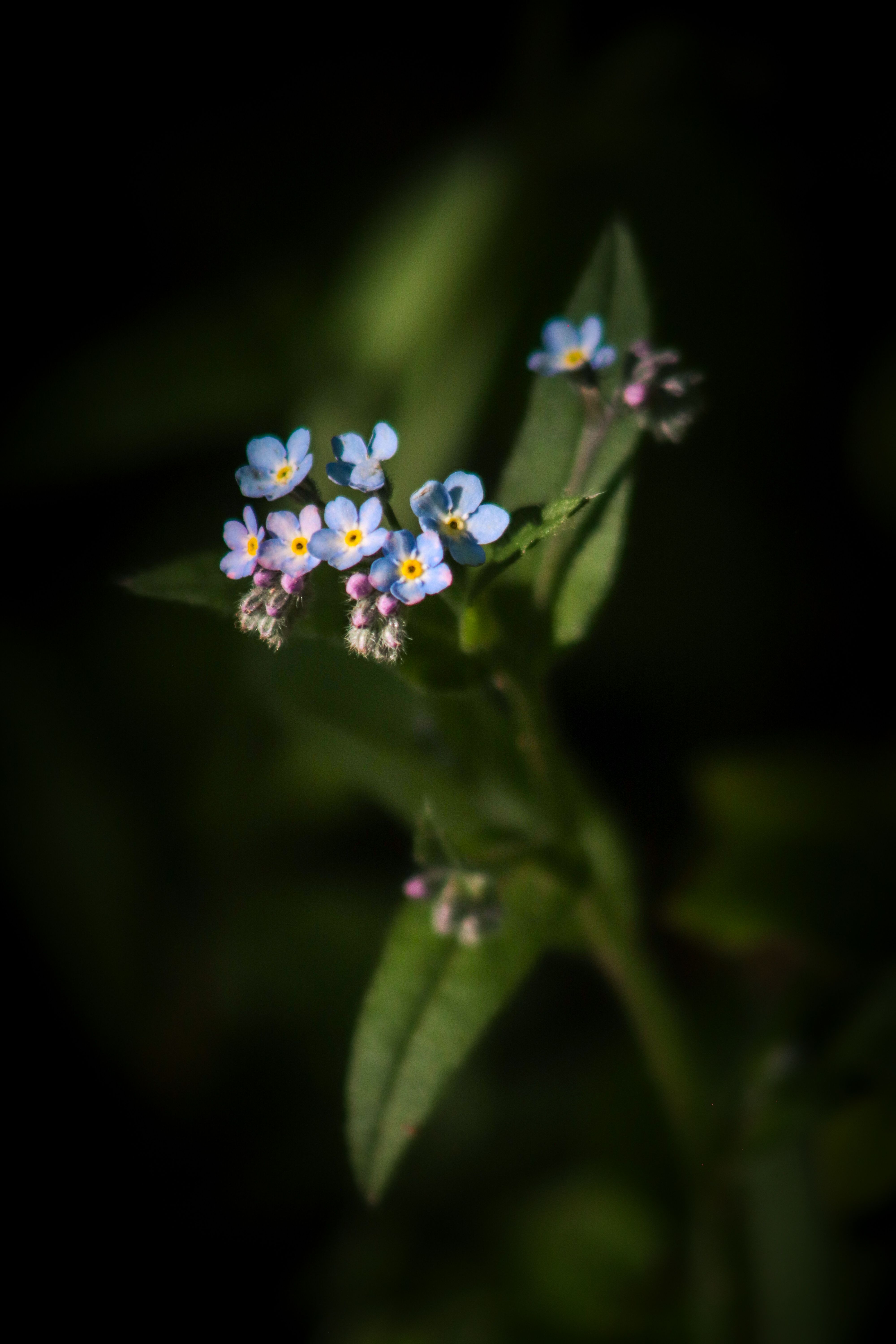 Gratis Nærbilde av delikate blå forglemmegei-blomster med en mørk, uskarp bakgrunn. Arkivbilde