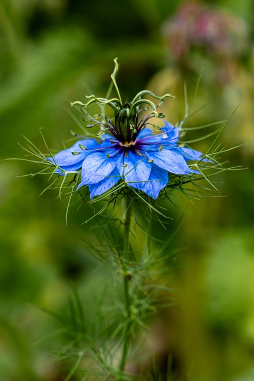 Free Stunning blue Nigella damascena blooming in a lush Parisian garden, showcasing delicate petals and greenery. Stock Photo