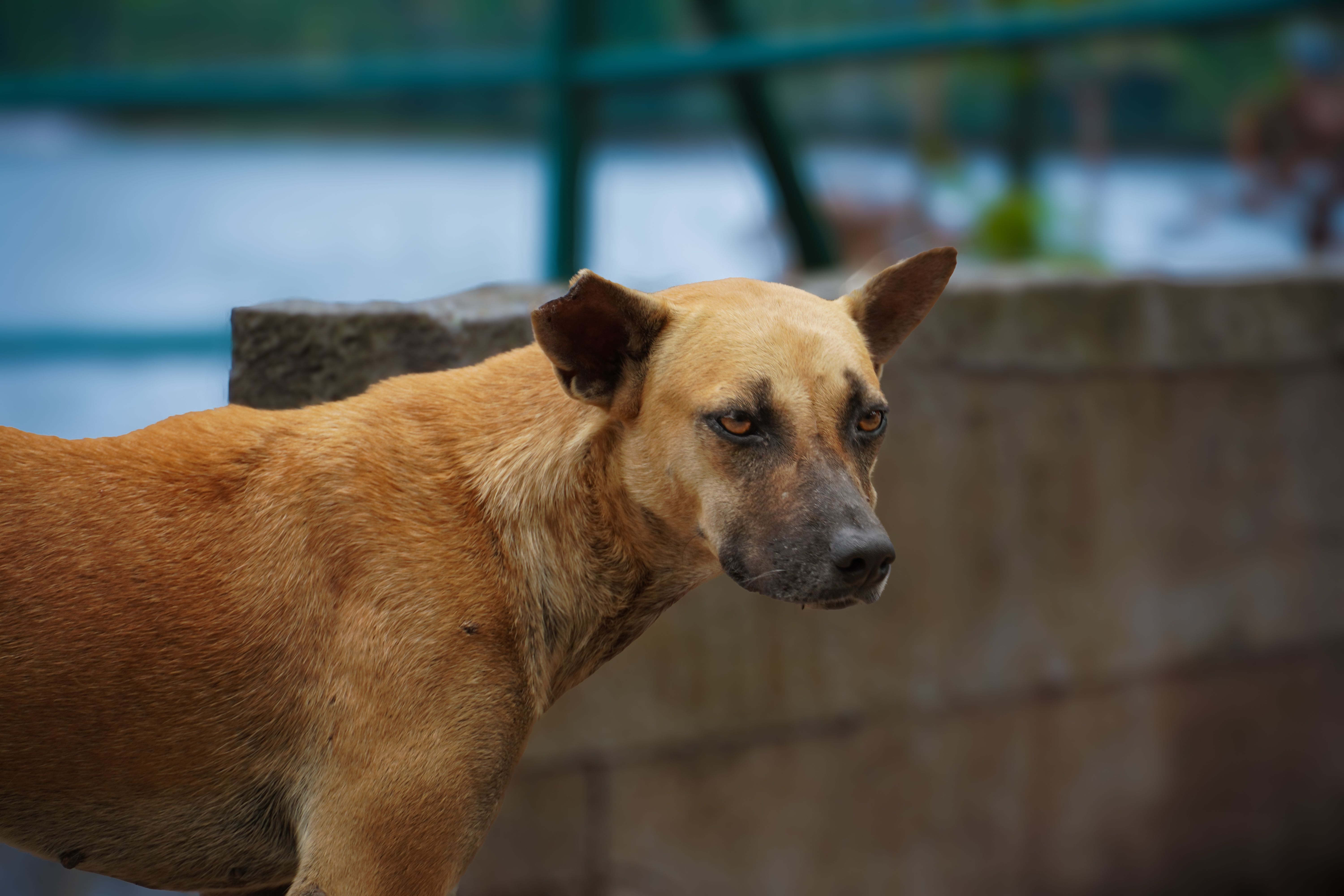 Portrait of a dog at a veterinary clinic