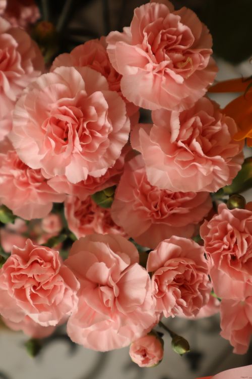 Free A detailed view of lush pink carnations showcasing their intricate petals and rich color. Stock Photo