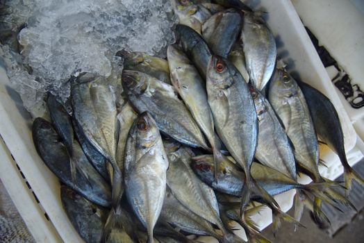 Galunggong (Mackerel Scad)