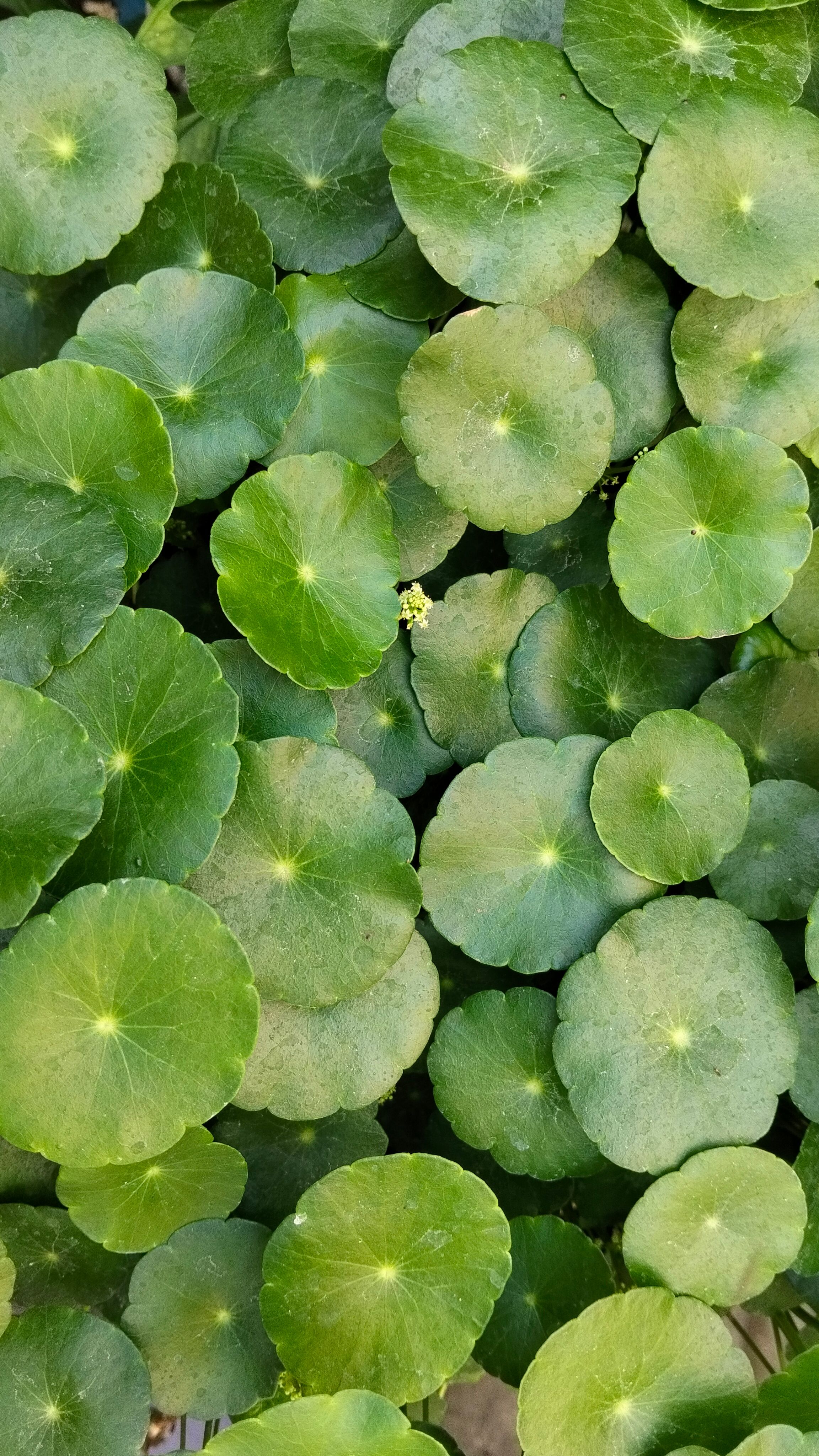 Gotu Kola