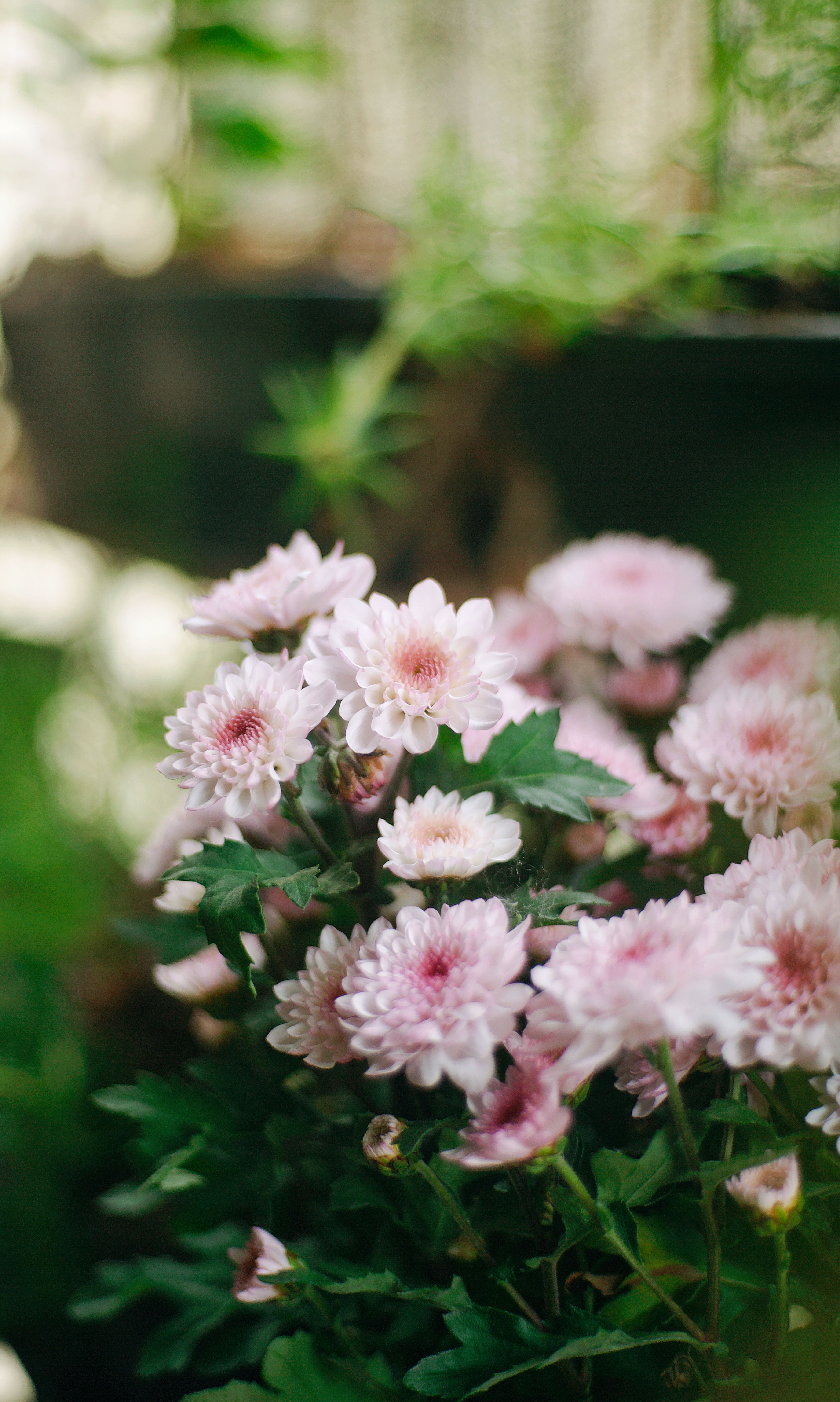 Fotomural Primer plano de crisantemos rosados ​​en flor con exuberante vegetación en un entorno de jardín.