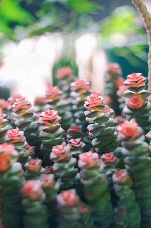 Free Close-up of stacked green succulents with pink rosette tops, perfect for nature themes. Stock Photo