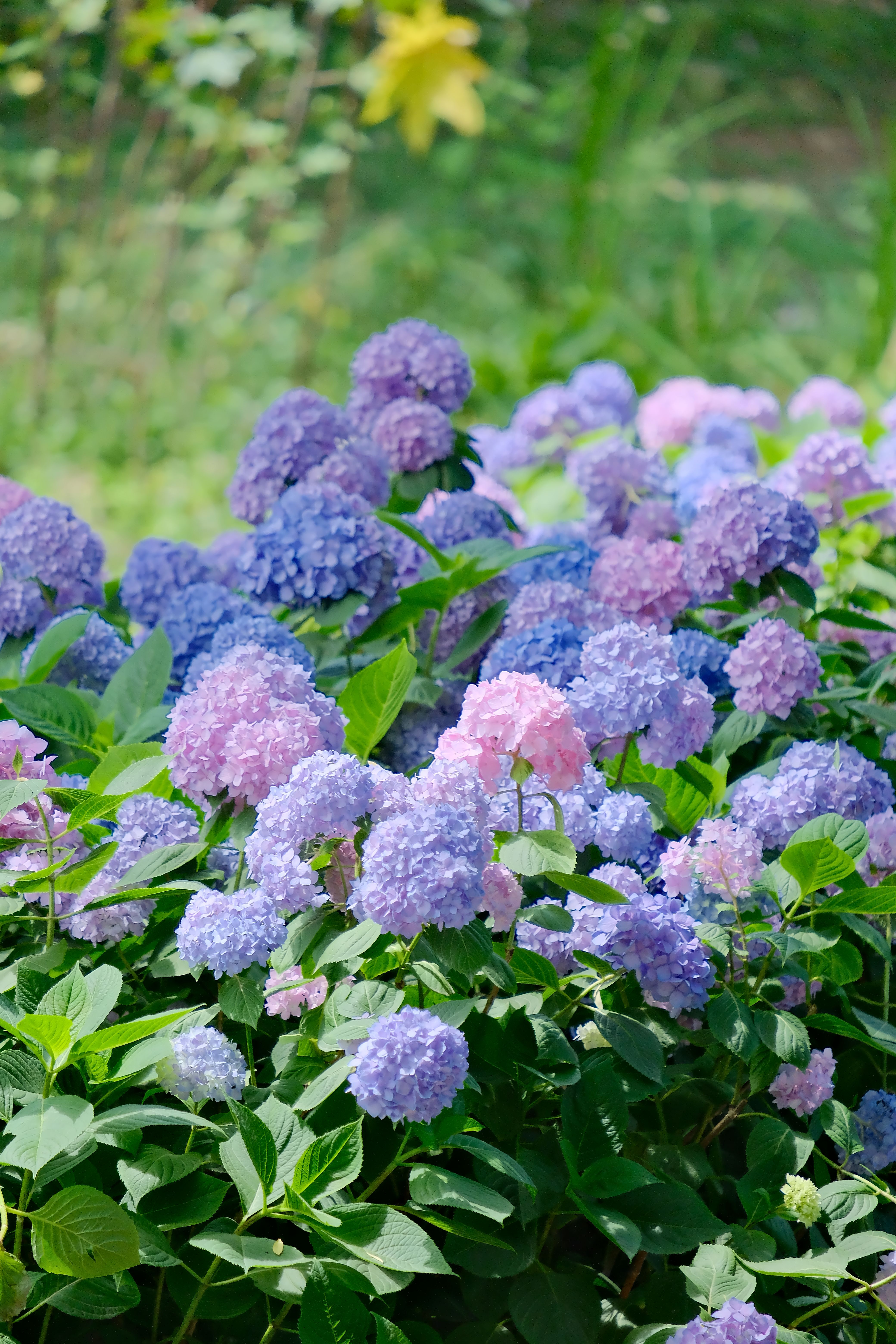 Vibrant Hydrangea Blooms in a Summer Garden · Free Stock Photo