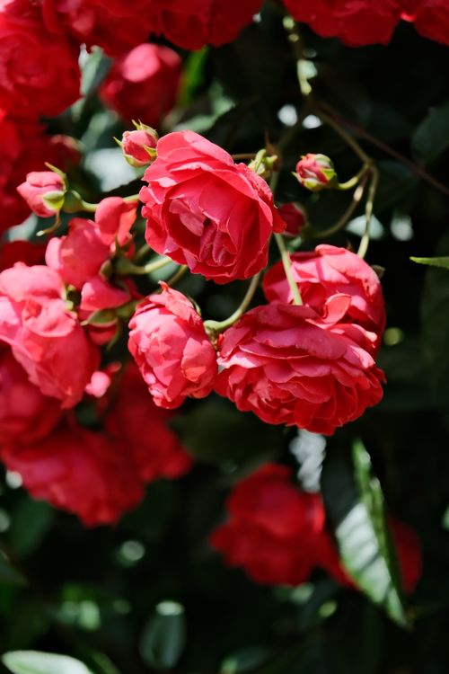 Free Bright red roses blooming in a sunlit garden, showcasing nature's vibrant beauty. Stock Photo