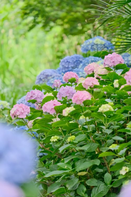 Stunning Blue Hydrangeas in Lush Garden Setting · Free Stock Photo