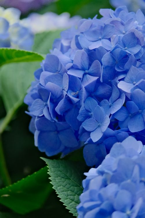 Stunning Blue Hydrangeas in Lush Garden Setting · Free Stock Photo