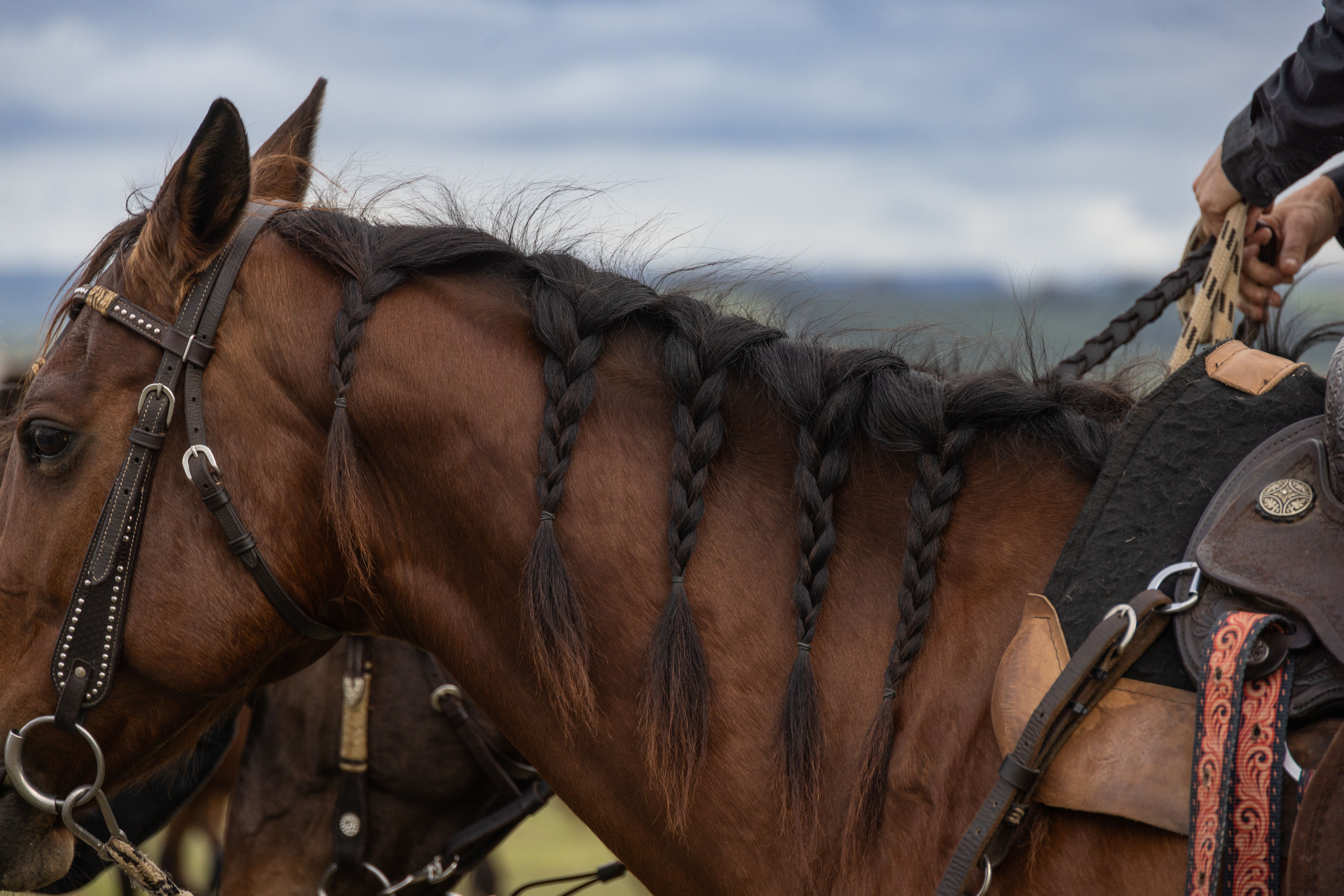 Detailed close-up of a chestnut horse with braided mane and saddle, showcasing equestrian style.