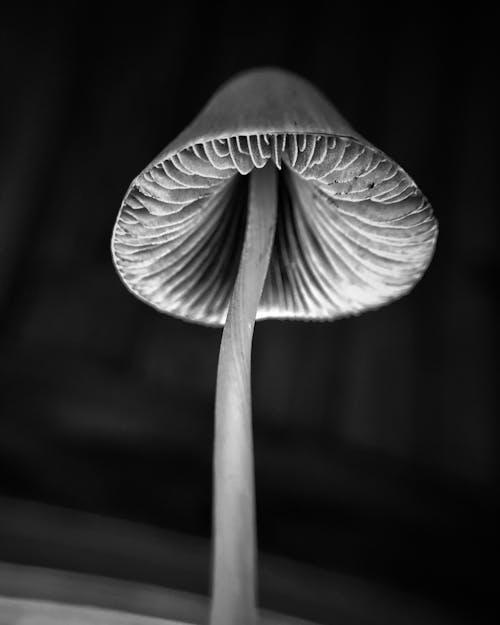 버섯의 회색조 클로즈업 사진