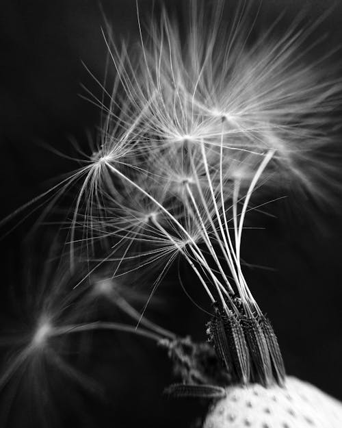 無料 タンポポの花のグレースケール写真 写真素材
