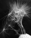 Grayscale Photo of Dandelion Flower