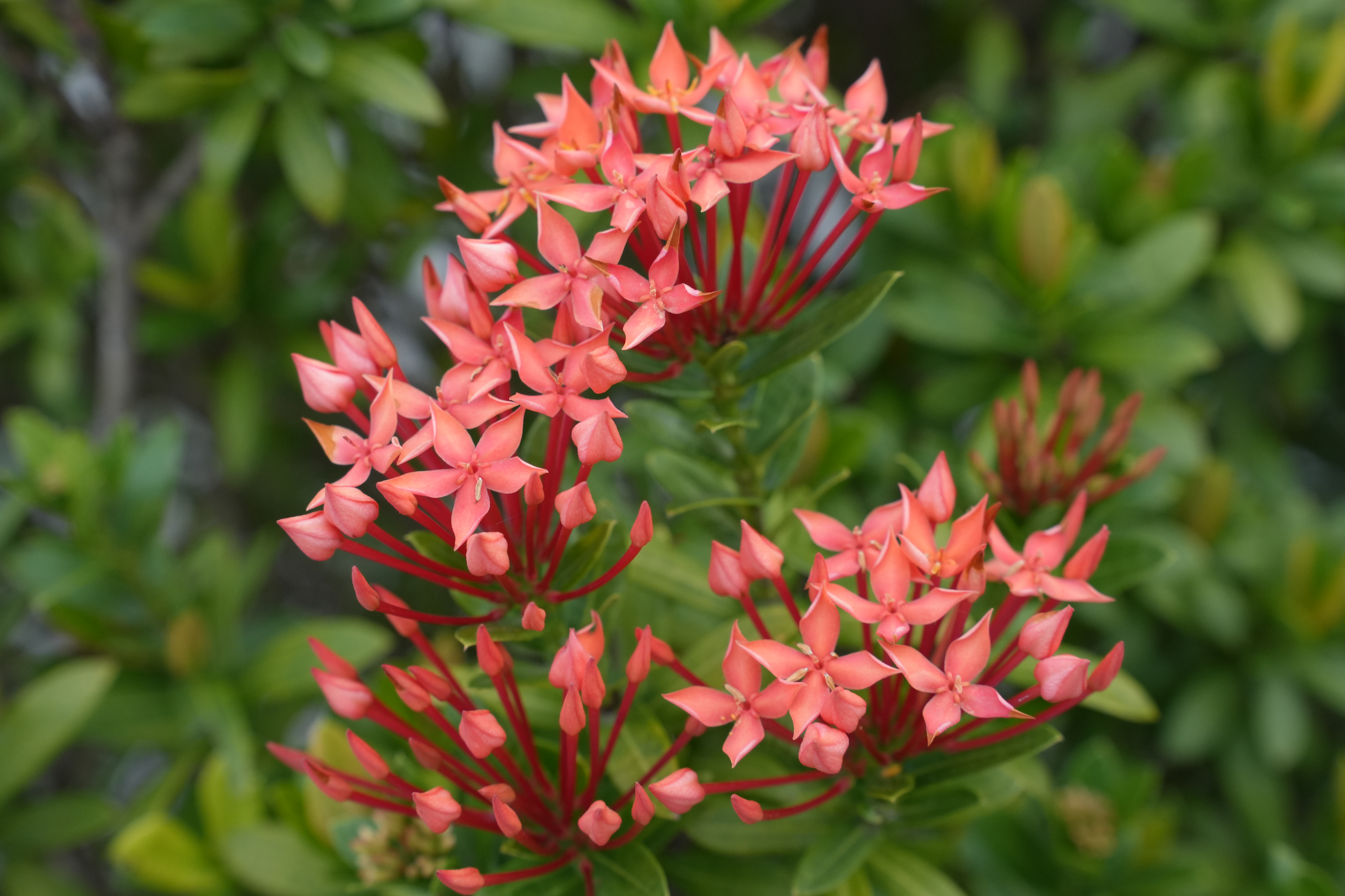 [ColoSach]-close-up-of-blooming-pink-ixora-flowers-among-lush-green-leaves,-showcasing-vibrant-nature.
