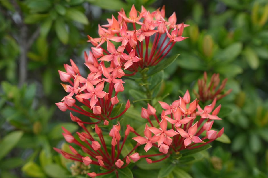 vibrant tropical flowers in Hollywood FL floral beauty visual design vibrant tropical flowers in Hollywood FL floral beauty visual design