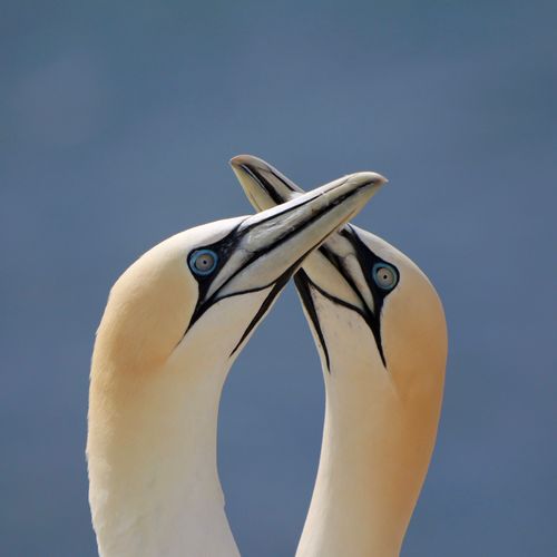 Free Two Northern Gannets interacting, showcasing their courtship behavior on Heligoland, Germany. Stock Photo