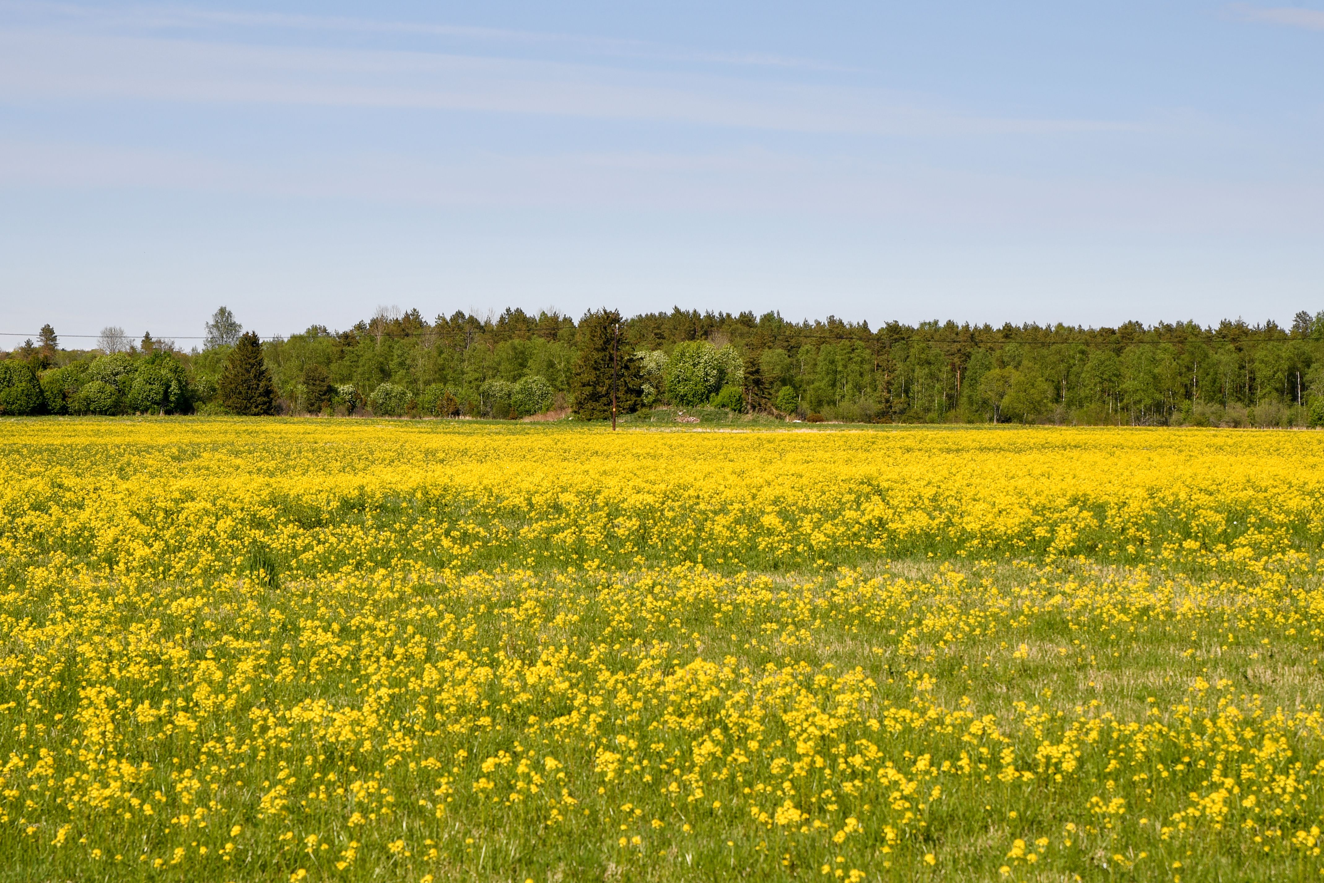 Läänemaa