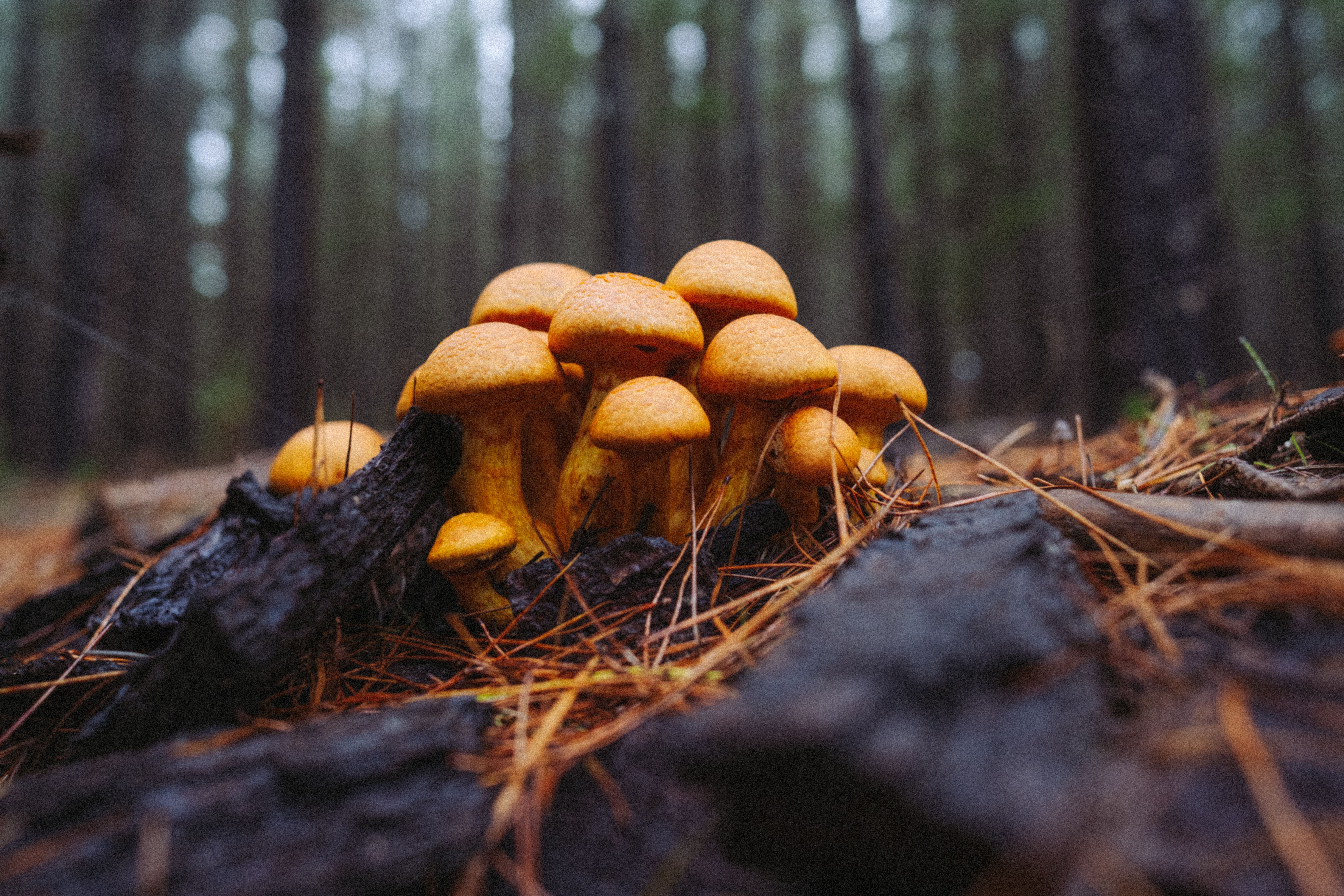 Mushroom fruiting body emerging from rich dark forest floor, representing underground fungal networks