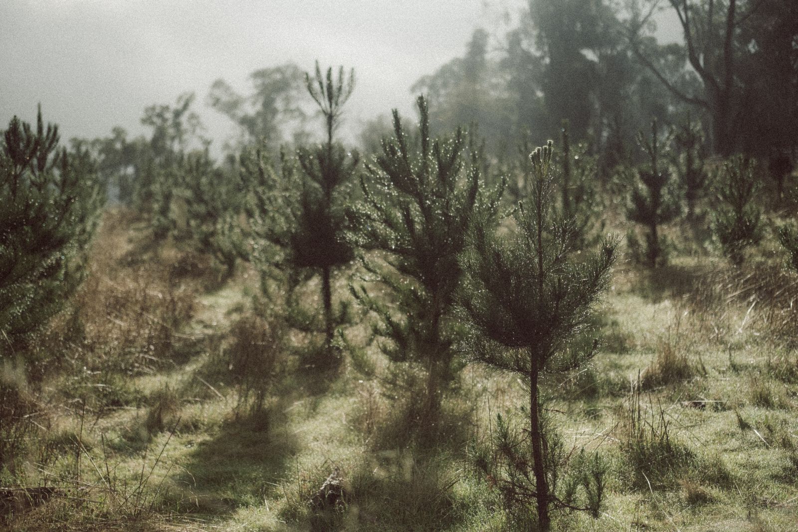 Pinos jóvenes plantados en un pastizal, con neblina y luz de mañana