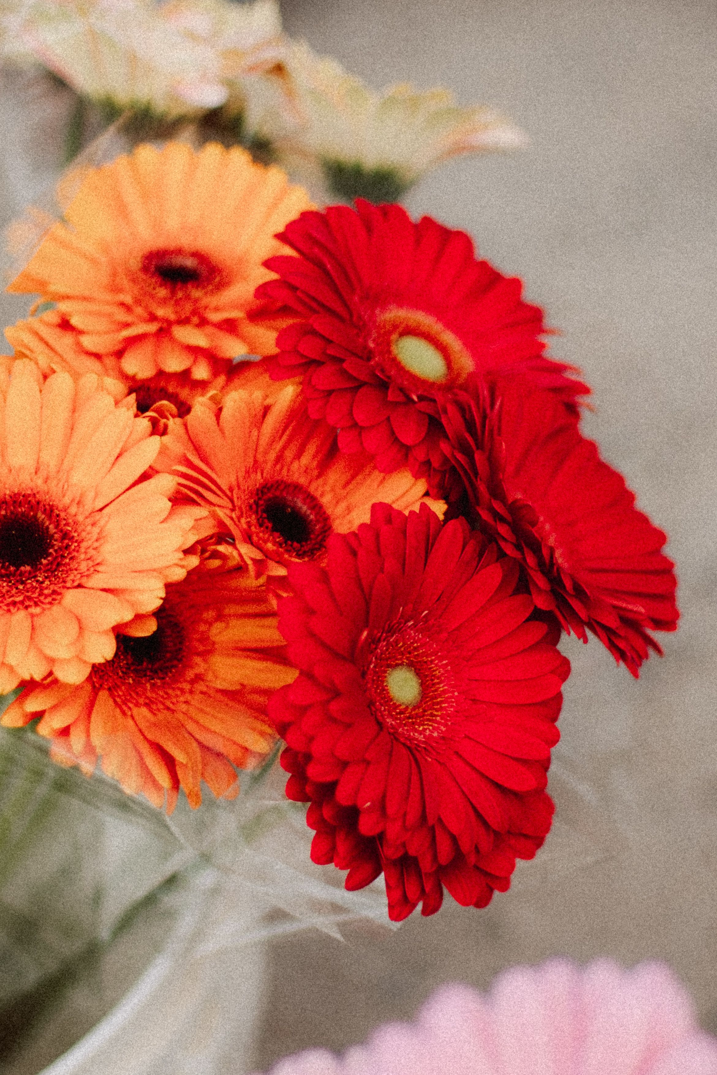 [ColoSach]-a-vivid-arrangement-of-red-and-orange-gerbera-daisies,-perfect-for-adding-a-pop-of-color-to-any-setting.