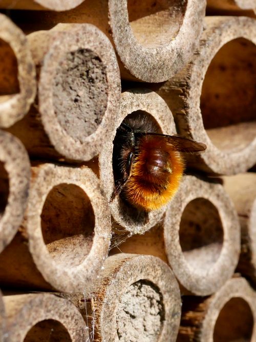 Free Detailed image of a bee entering bamboo tubes, highlighting natural bee habitats. Stock Photo