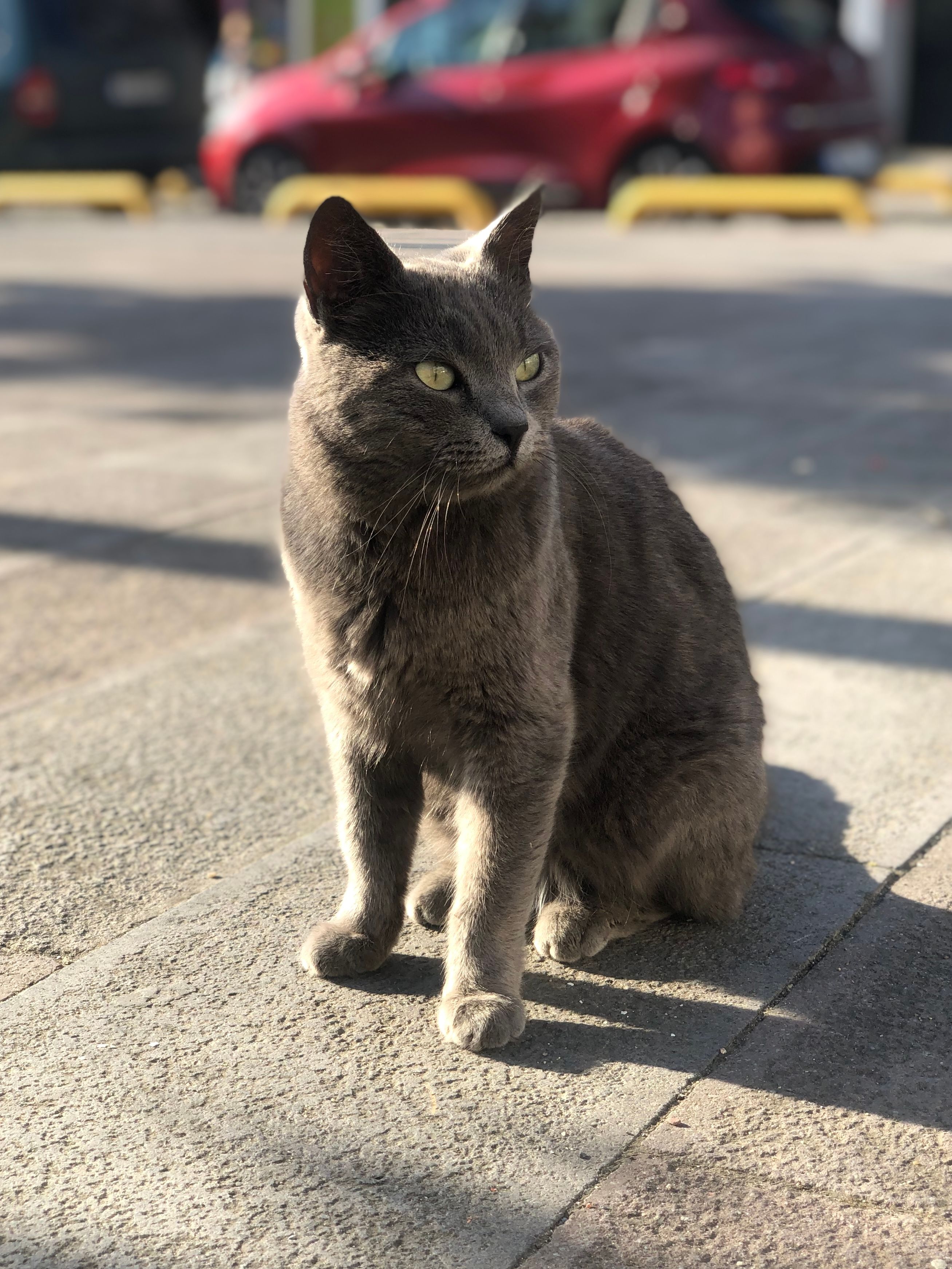 Fotomural Un gato gris sentado en una calle soleada de Estambul, mostrando la vida felina local.