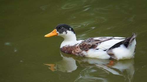 Free A colorful duck calmly floats on the green water of a serene pond. Stock Photo