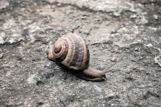 A detailed view of a garden snail on a rugged ground surface, showcasing its shell texture.