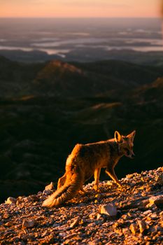 A coyote stands on a rocky cliff in Adıyaman, Türkiye during sunset.