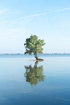 A solitary tree stands on a tiny islet, reflecting on calm blue waters under a clear sky.