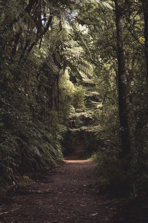 Serene Forest Pathway with Lush Greenery · Free Stock Photo