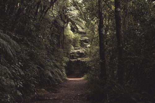 Free A serene woodland path enveloped by lush greenery, perfect for nature exploration. Stock Photo