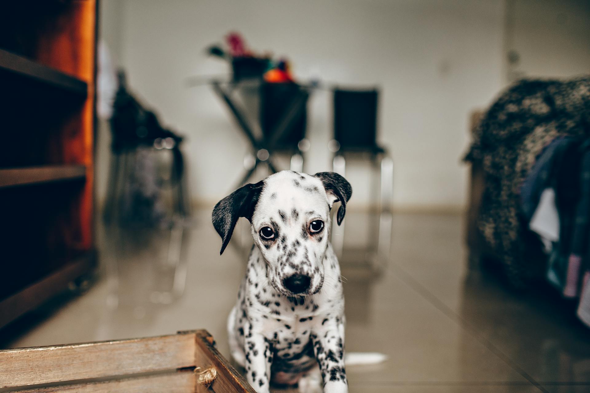 Adorable purebred Dalmatian puppy sitting on floor of bedroom and looking at camera