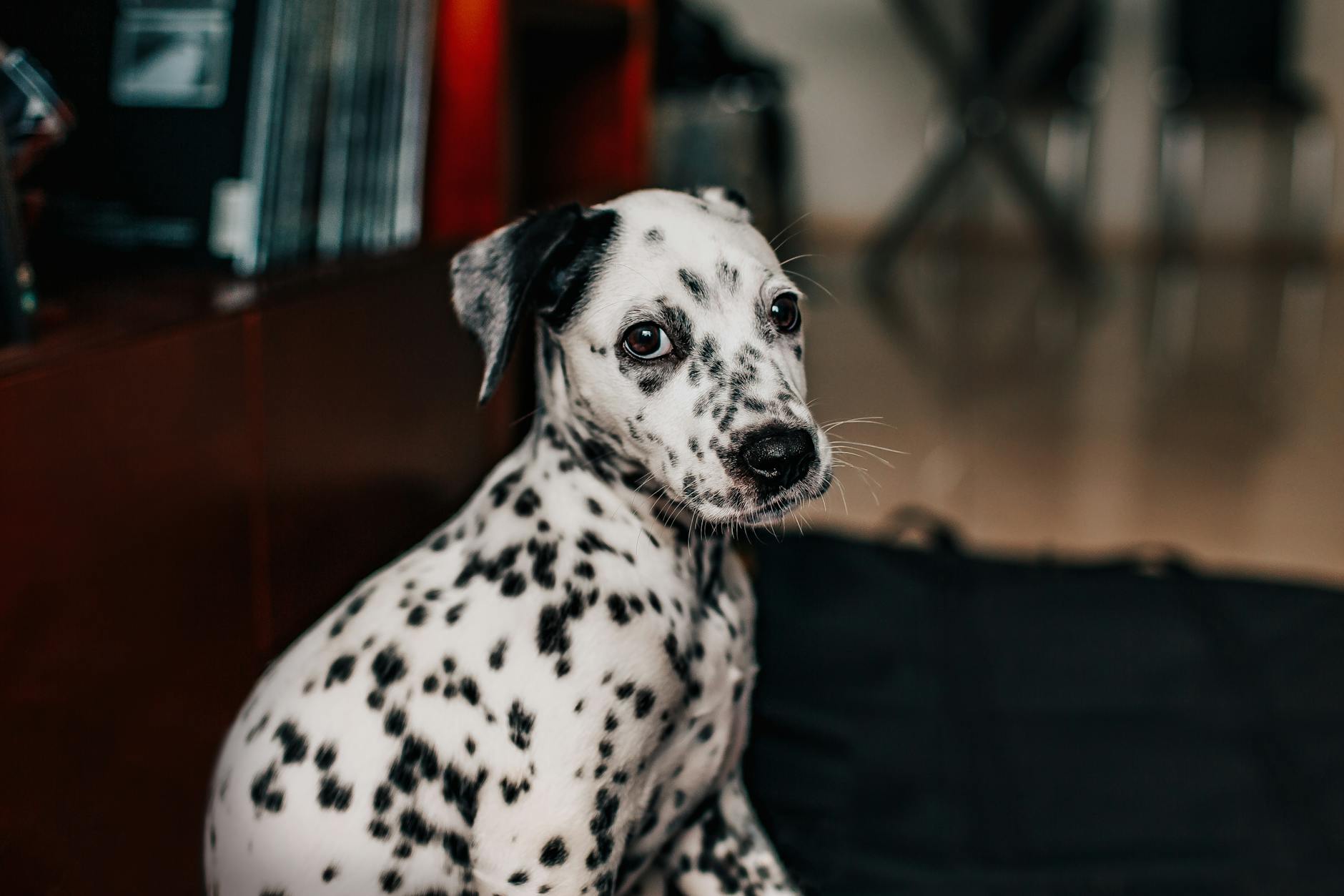 Dalmatian