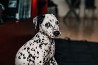 一只可爱的斑点狗幼犬坐在室内，拍摄于工作室环境中