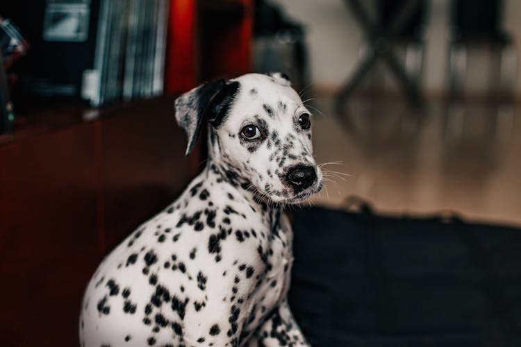 Side View Photo Of Dalmatian Dog