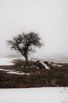 A solitary tree stands against a barren winter landscape with snow patches.