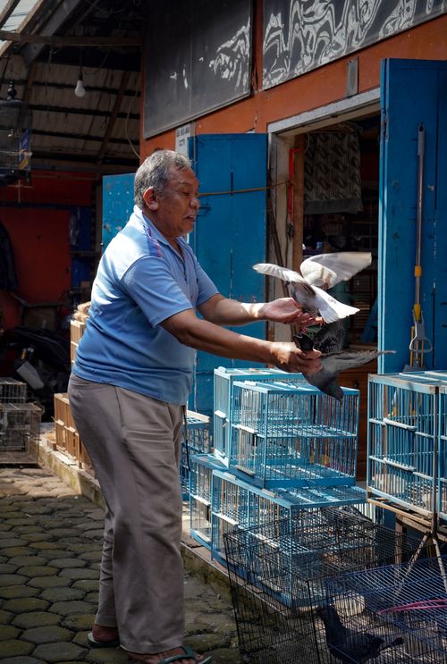 Free Elderly man handling pigeons at a bird market in Bandung, Indonesia Stock Photo