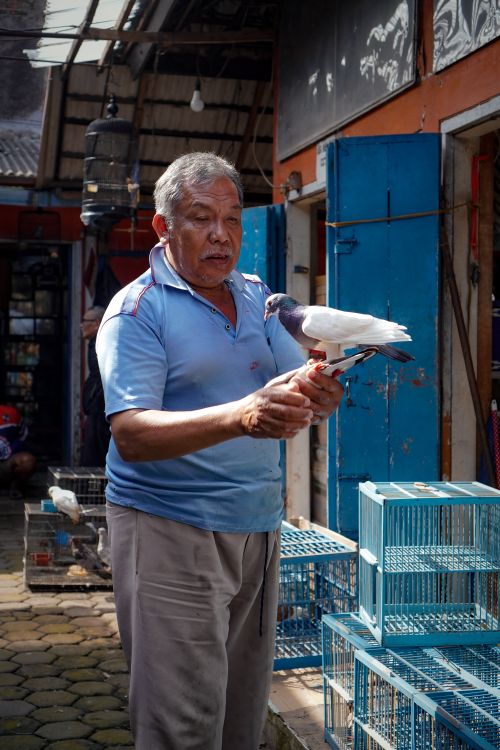 Free Senior man at Bandung market holding a pigeon near blue cages. Stock Photo