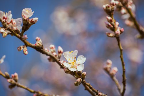 Free Close-up of almond tree flowers and buds blossoming in spring, set against a clear blue sky. Stock Photo