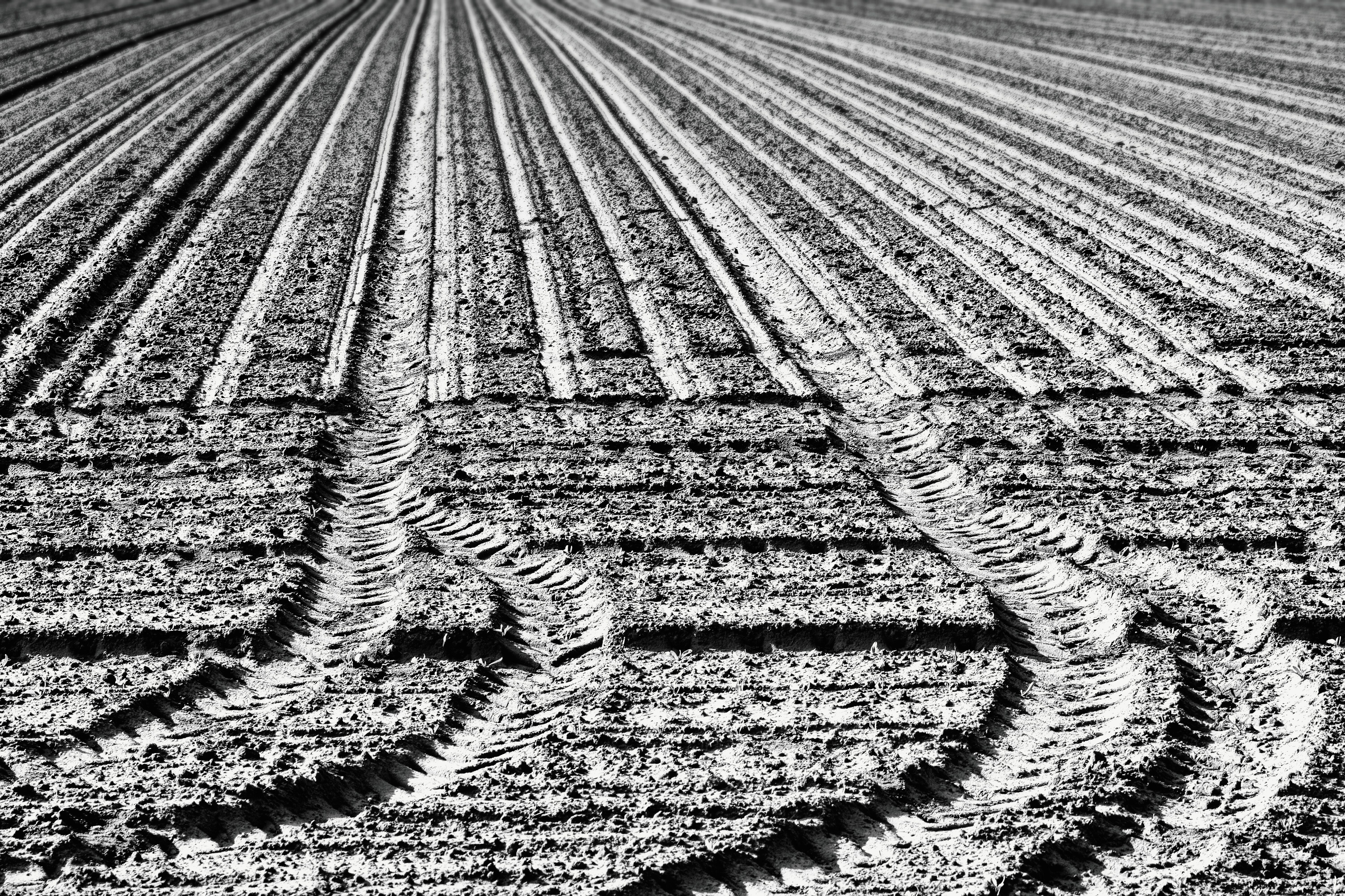 monoculture soil farming