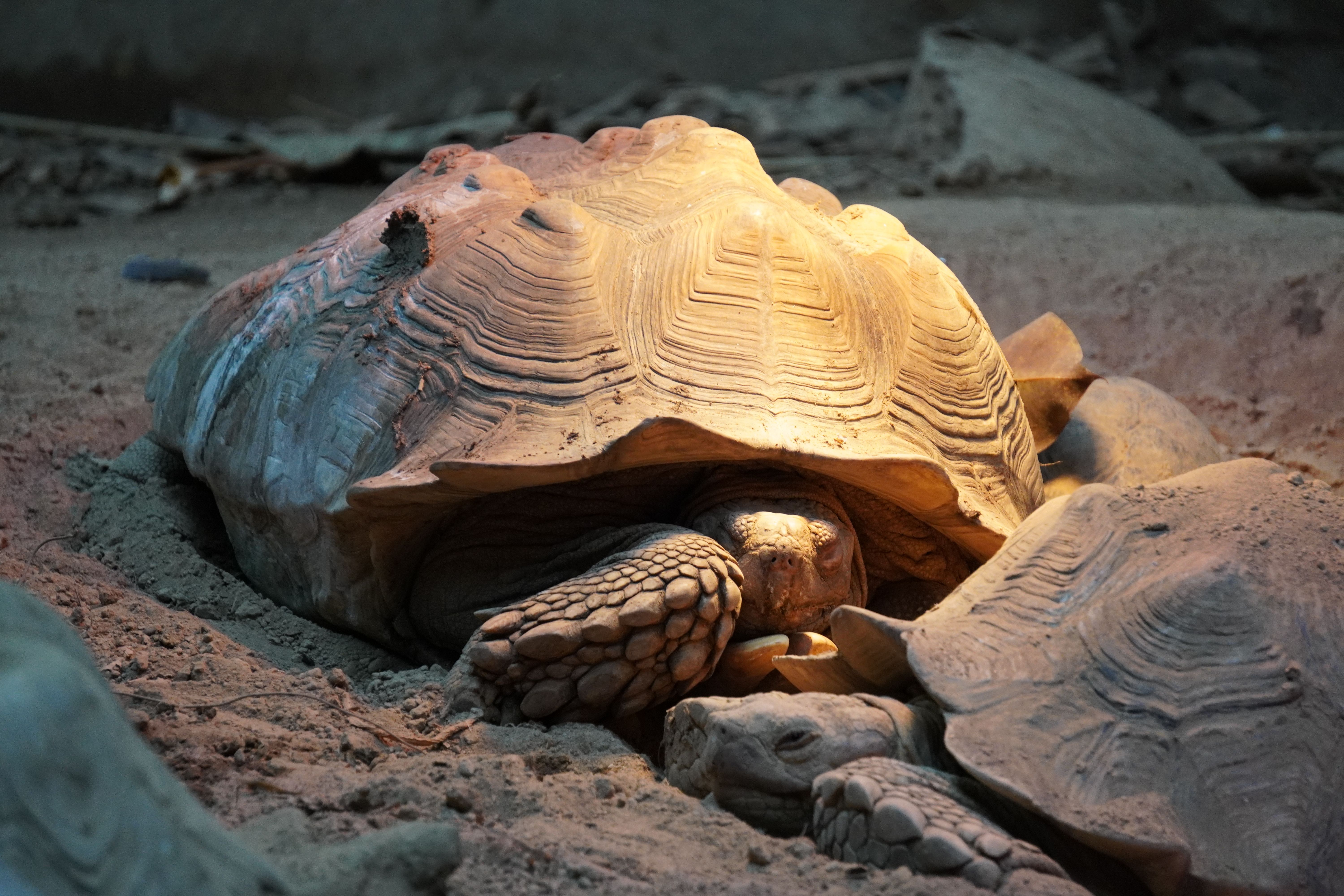 Gratuit Prim-plan al unei broaște țestoase care se odihnește sub o lumină caldă, prezentând modele complicate de carapace. Fotografie de stoc
