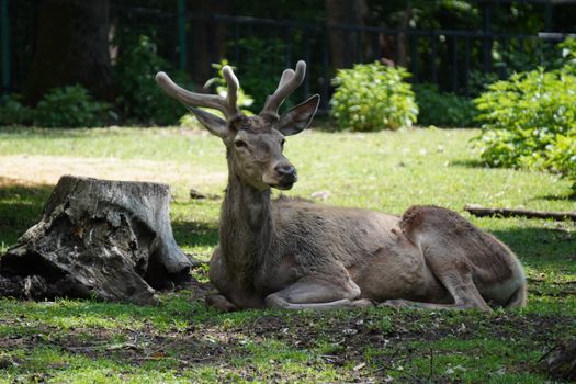 Captivating image of a deer resting in a lush Romanian forest during daytime.