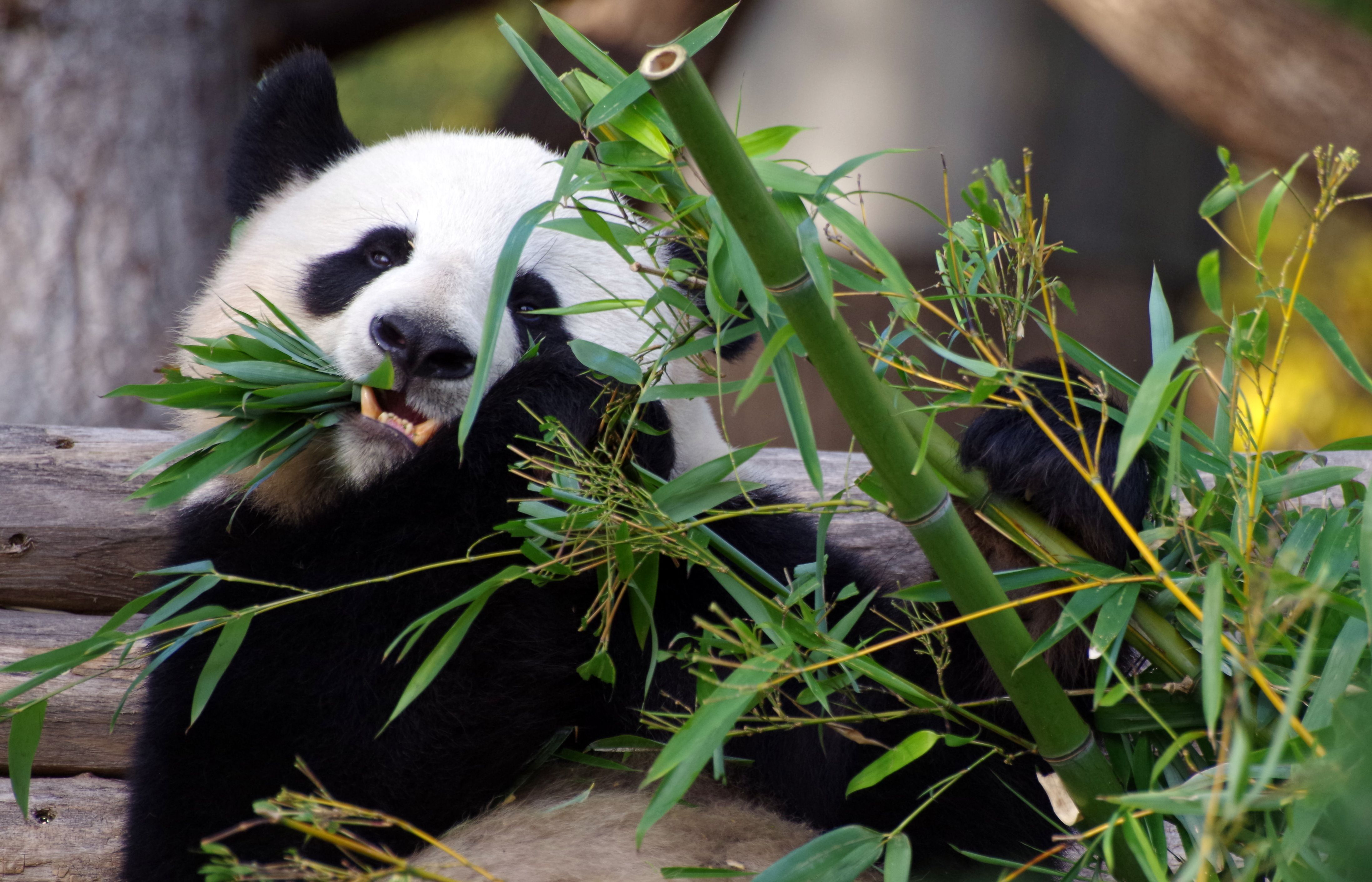 How redefining one word strips the Endangered Species Act's ability to protect vital habit