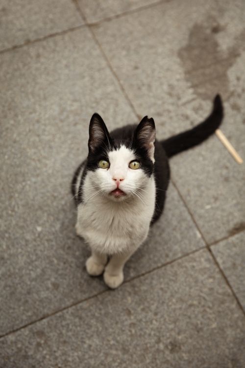 Free A black and white cat with striking eyes gazes upwards, sitting on outdoor pavement. Stock Photo