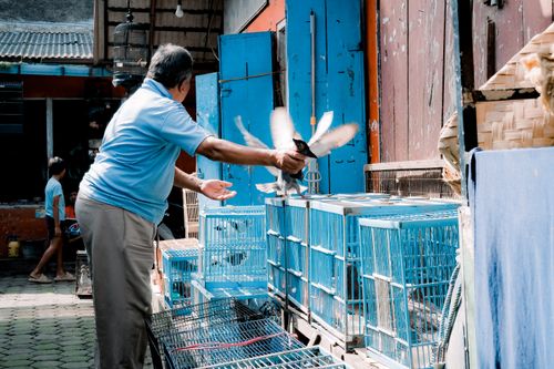 Free An adult man releases birds from blue cages in an outdoor market setting during daylight. Stock Photo