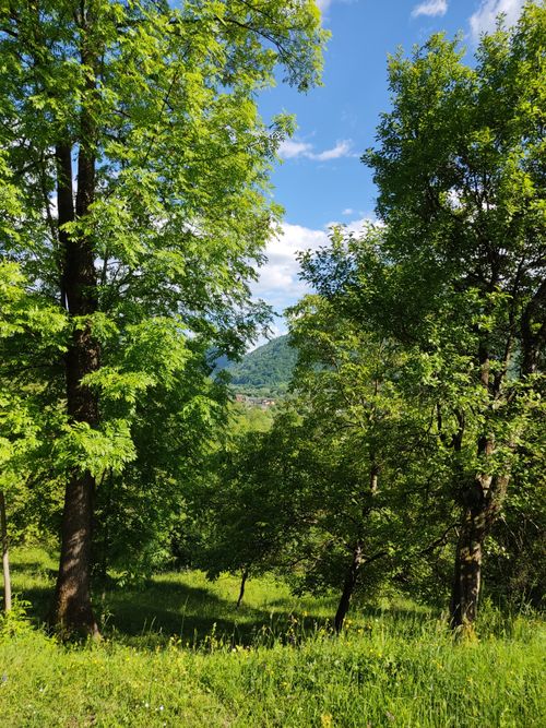 Free Vibrant greenery and mountainous views in the Carpathian region, perfect for nature lovers. Stock Photo