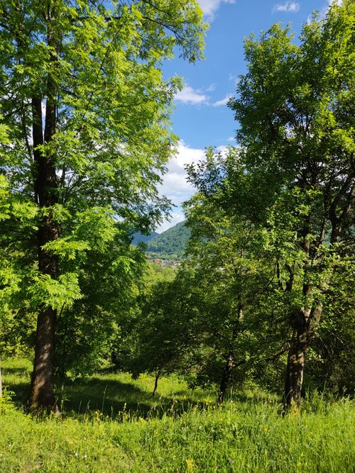 Free Green forest landscape in the Carpathian Mountains, Ukraine, under a bright blue sky. Stock Photo