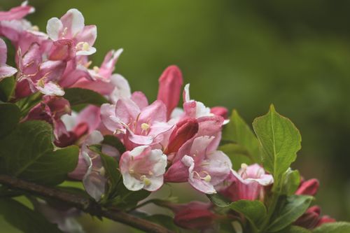 Free Close-up of colorful Weigela flowers with vibrant pink and white petals in a lush green garden. Stock Photo