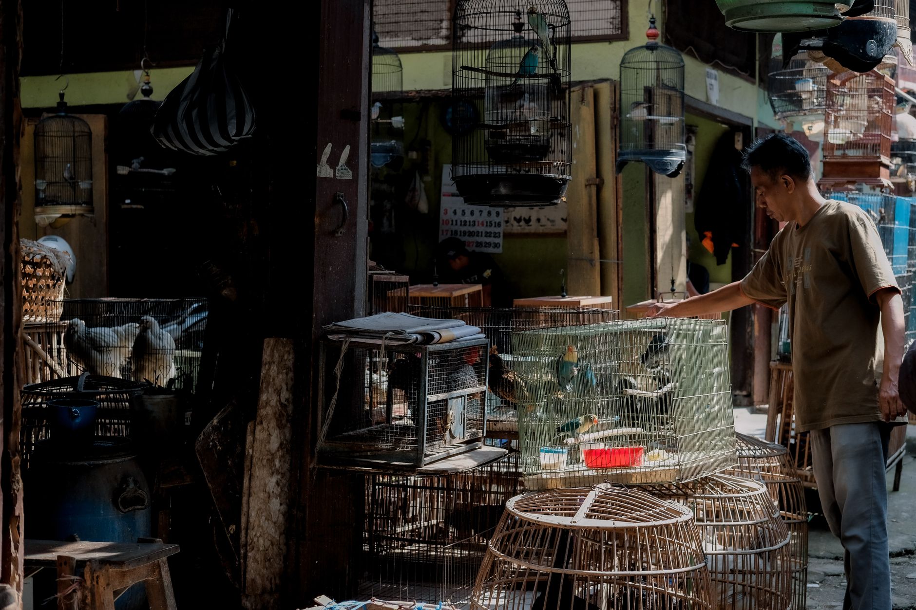 Vietnamese poultry keeper weighing a healthy rooster beside clean cages and a handwritten care log