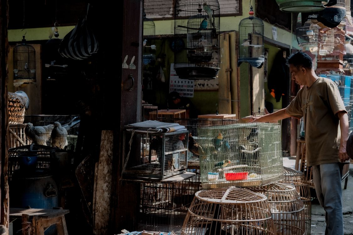 Man at an Exotic Bird Shop with Cages · Free Stock Photo